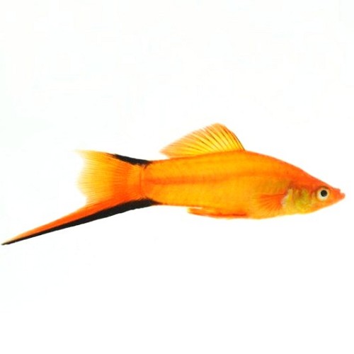 Xiphophorus helleri - Swordtail golden comet ML